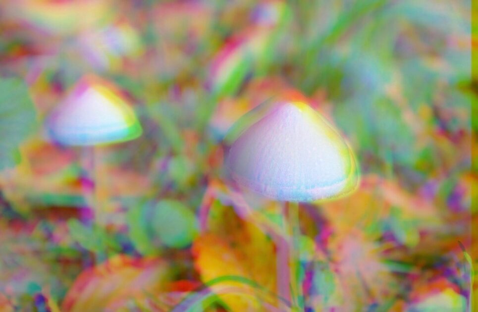 Potent Magic Mushrooms